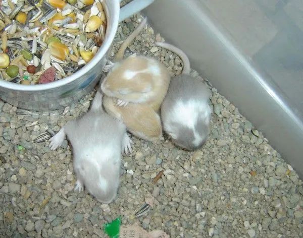 Vendo Gerbil ( Esquilo da Mongólia) - Foto 4