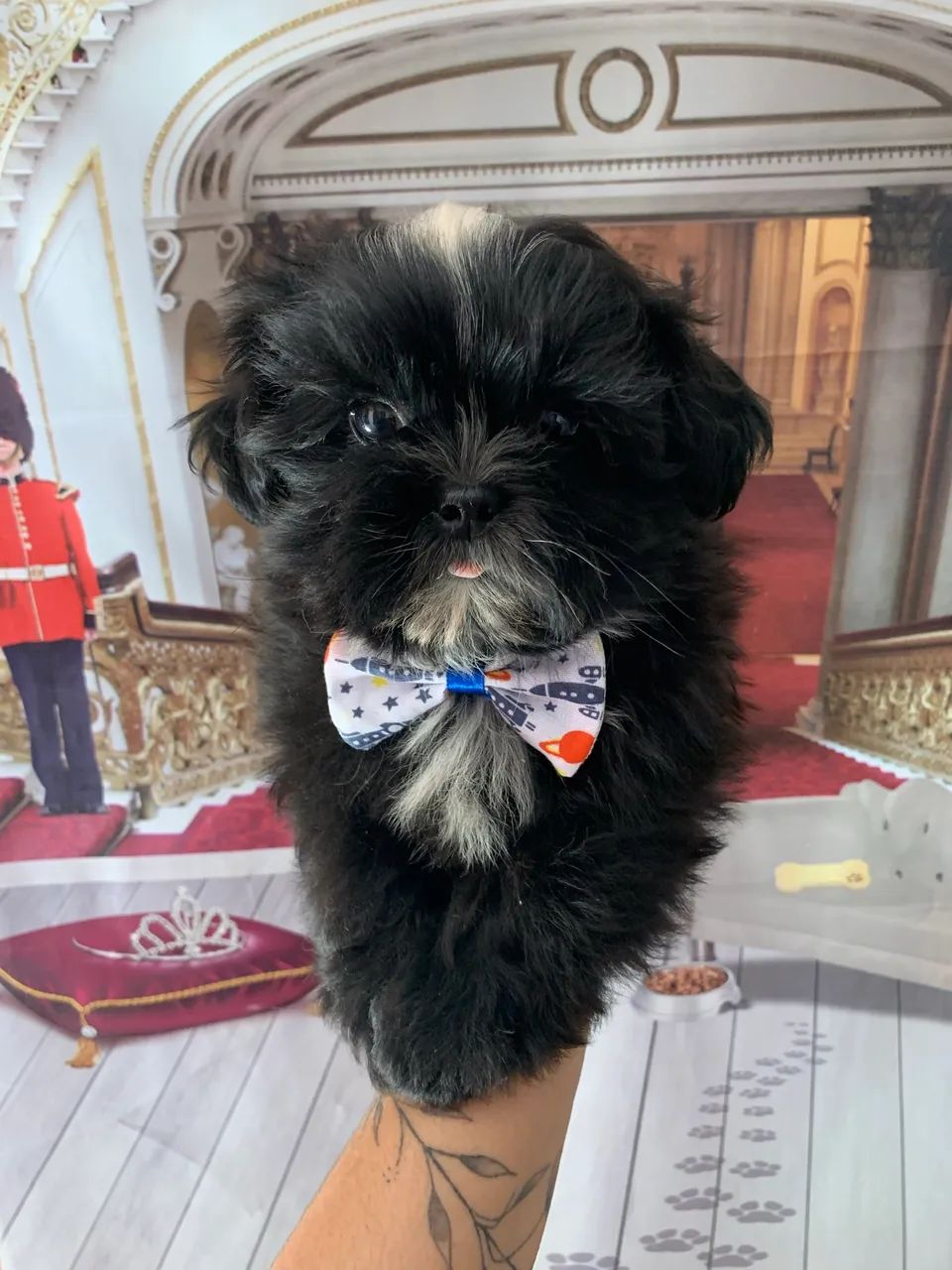 Shihtzu macho - Foto 4