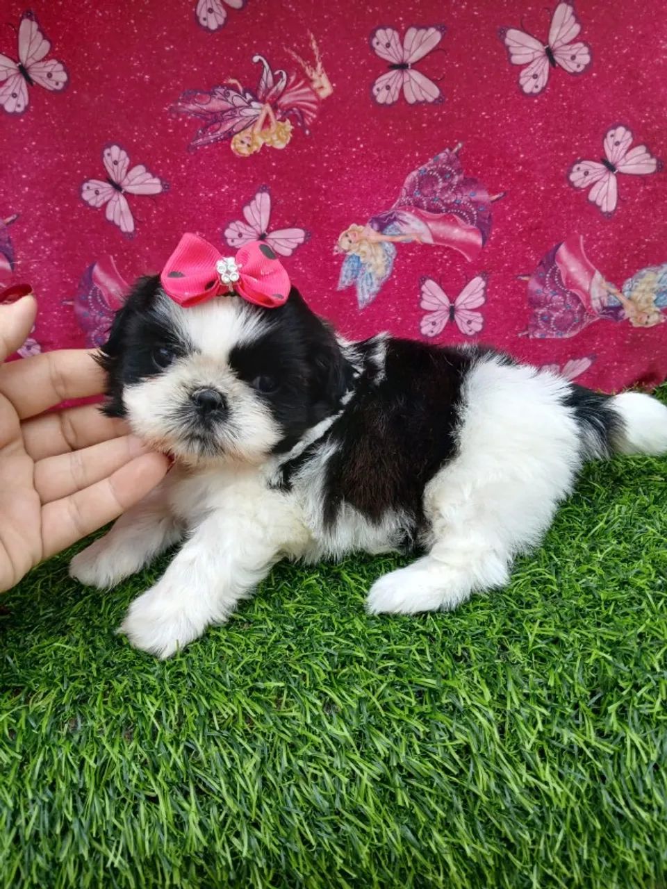 shih tzu: não perca a chance de ter esse companheiro incrível - Foto 2
