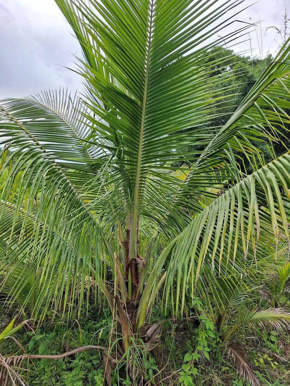 M.DE COCO ANÃO VERDE. Favor ler o anúncio. .  - Foto 6