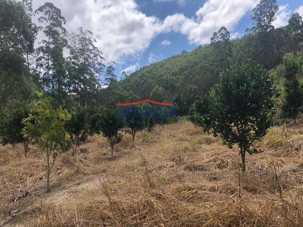 Oportunidade em Salesópolis - SP (Sítio) - Foto 5