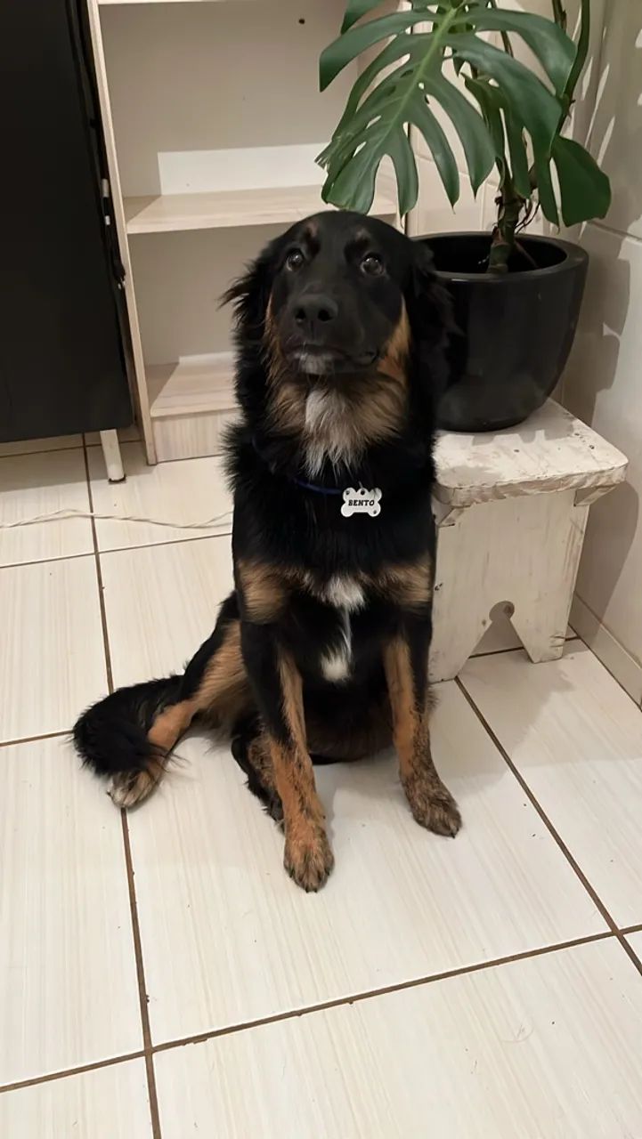 Cachorro - Foto 3