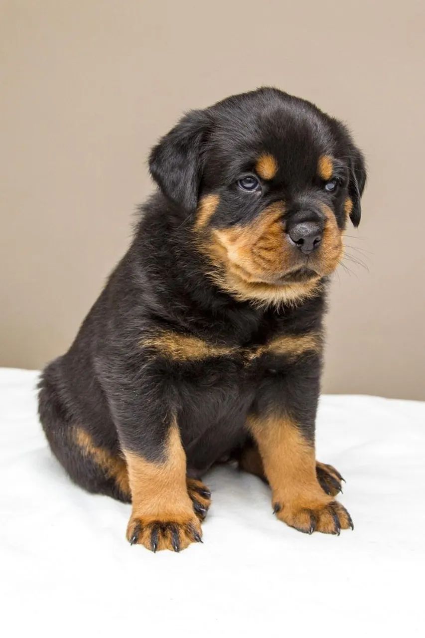 Rottweiler 