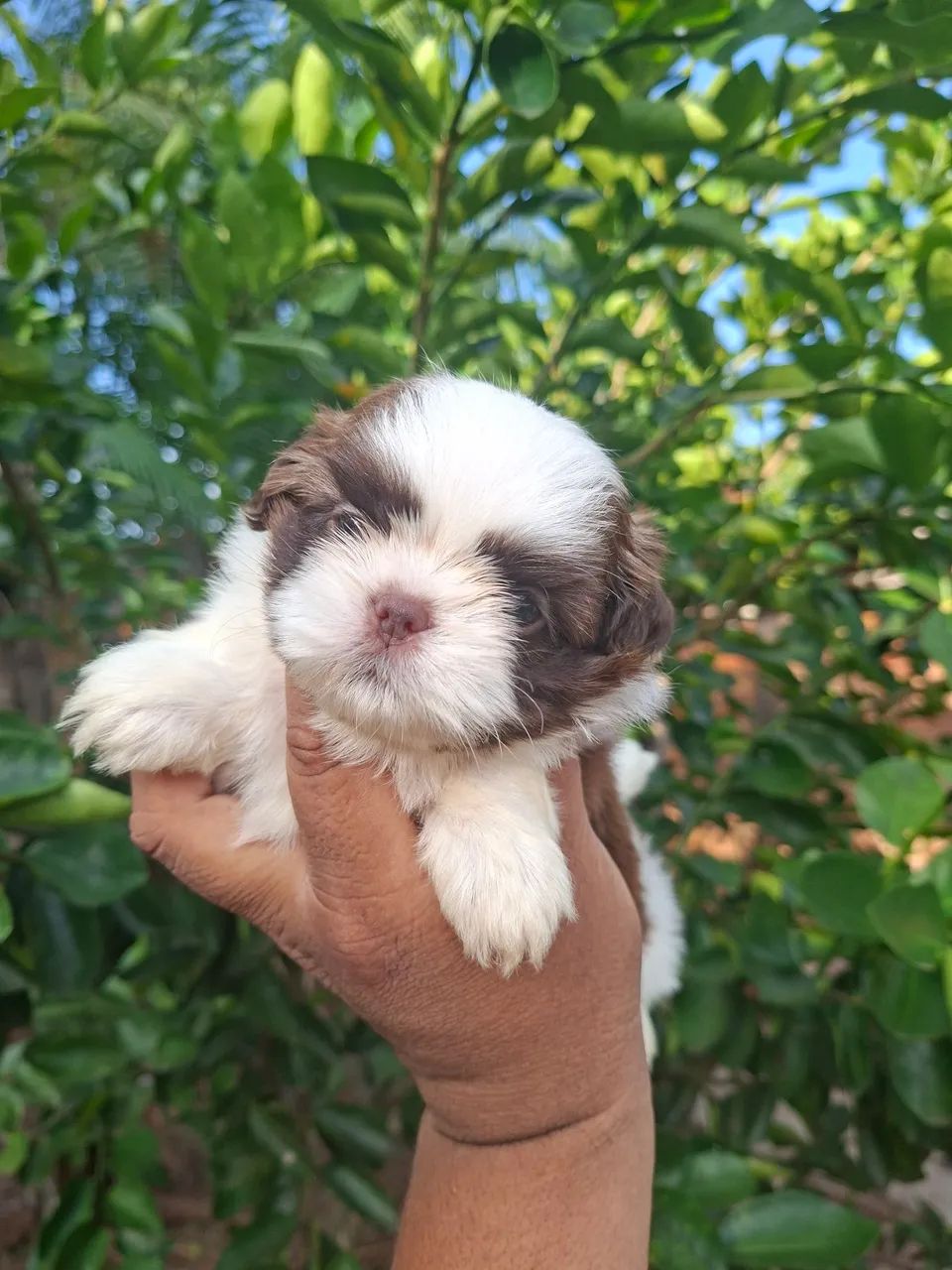 Shihtzu - Foto 2