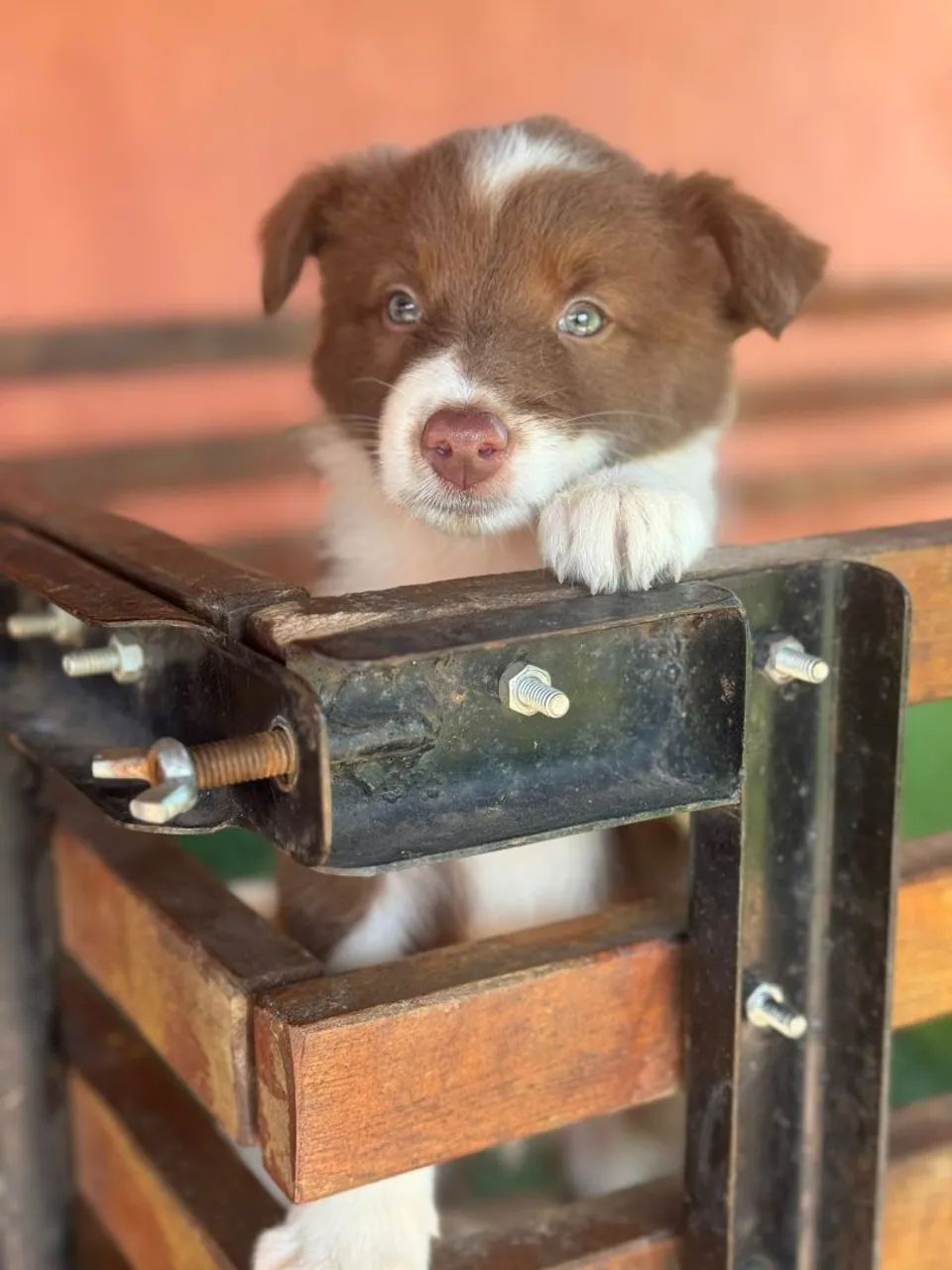  Border Collie- Chocolate e Blue merle 