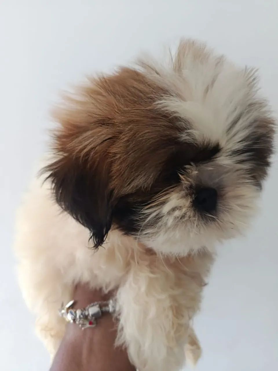 Cachorro SHI TZU - Foto 4