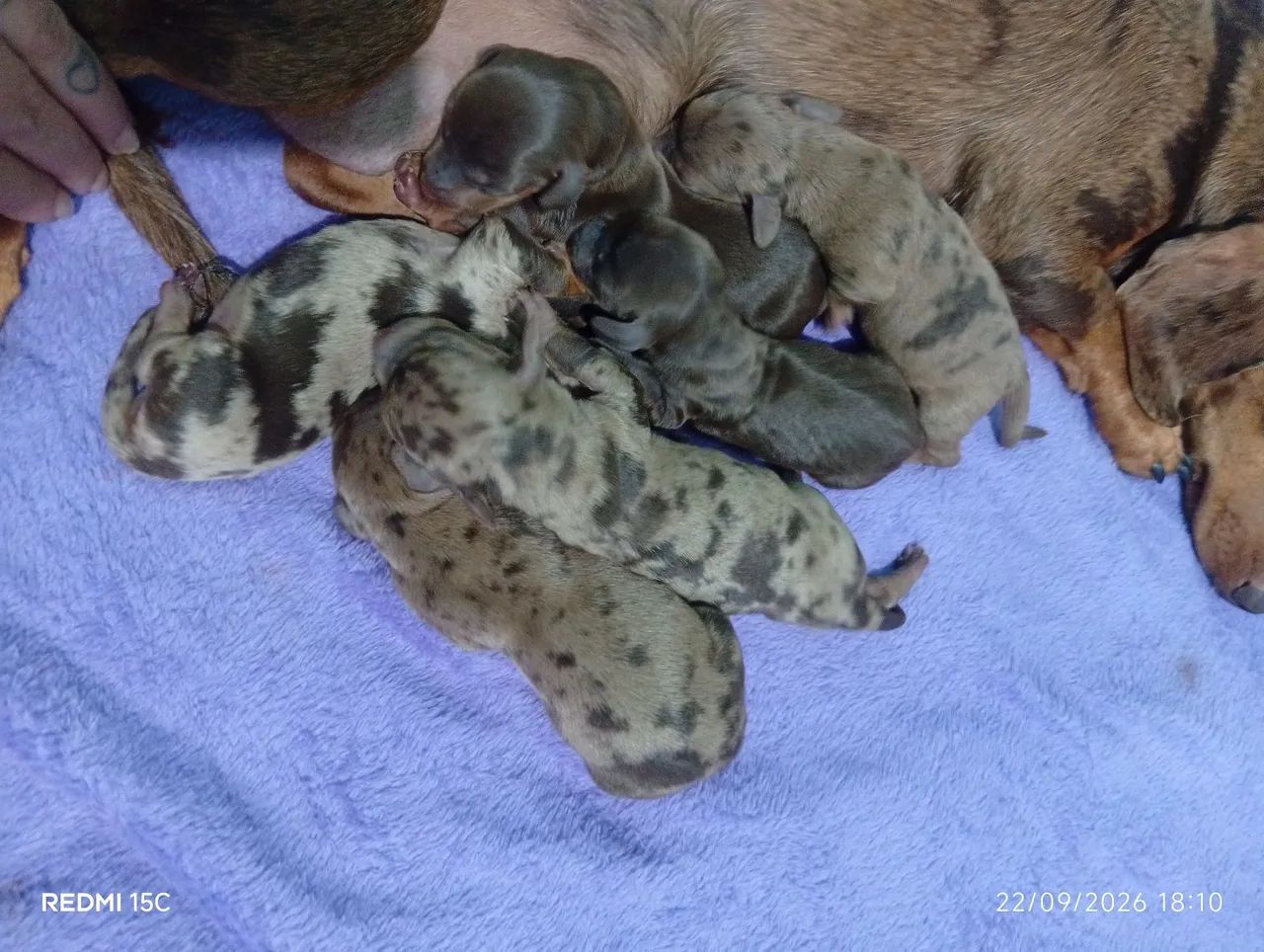 Filhotes de daschund pra reserva  - Foto 2