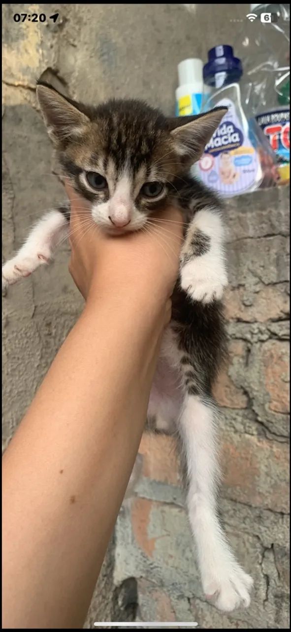 Doação de filhote de gato  - Foto 4
