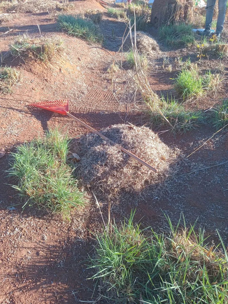 Semente de capim andropogon 