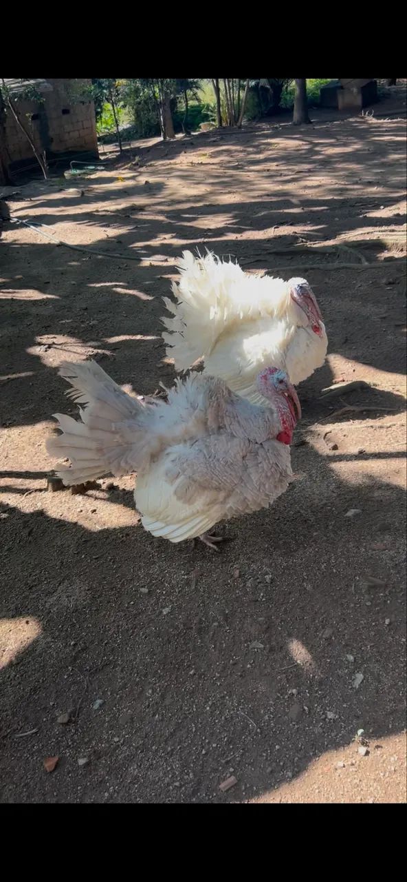 Vendo 2 Peru macho da coroa branco e lavanda 200,00 cada um  - Foto 2