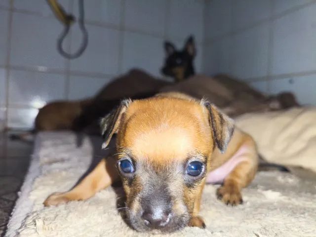 Pinscher Filhote Fêmea  - Foto 3