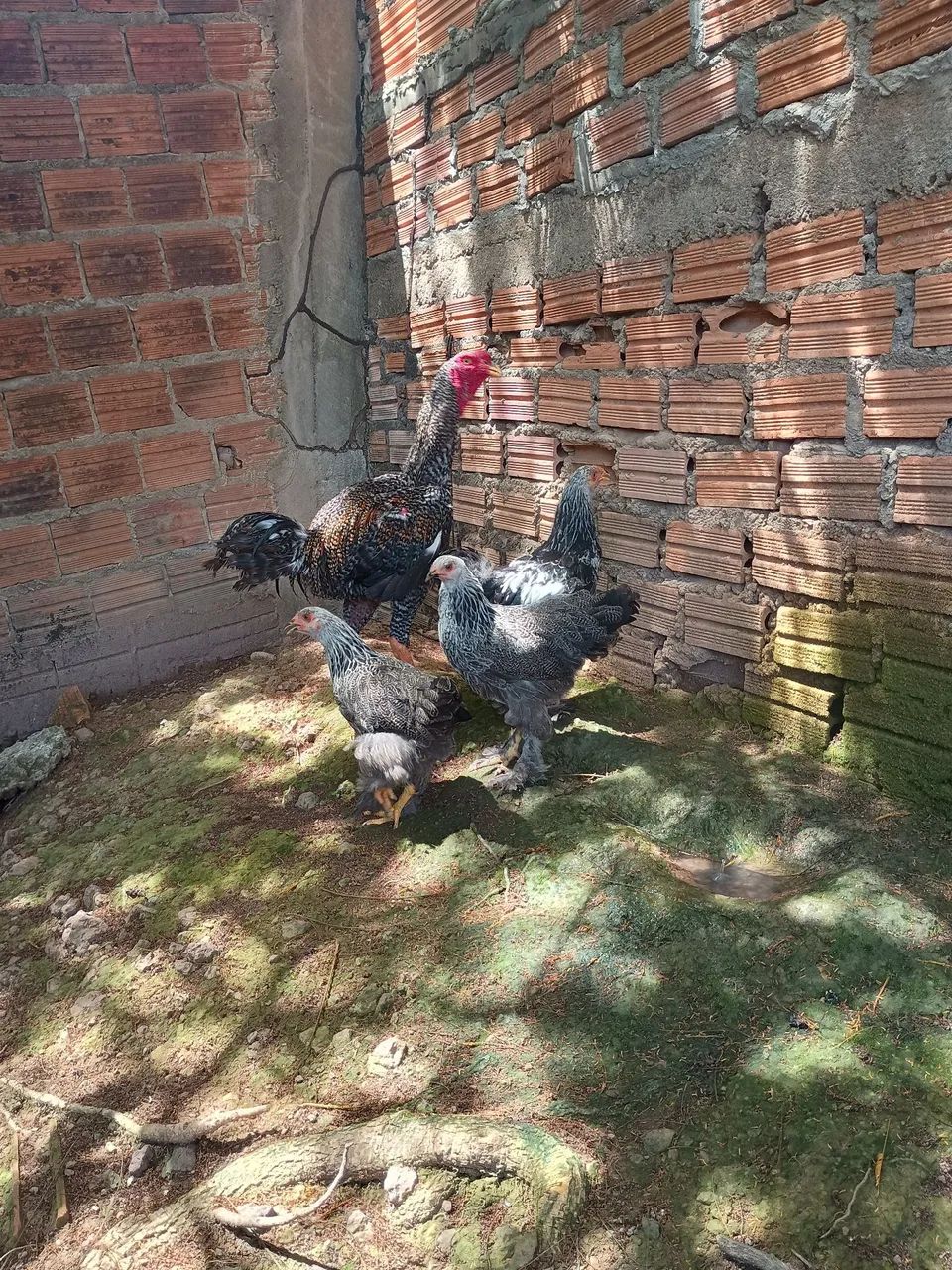 Terno de Brahma dark puros  - Foto 3