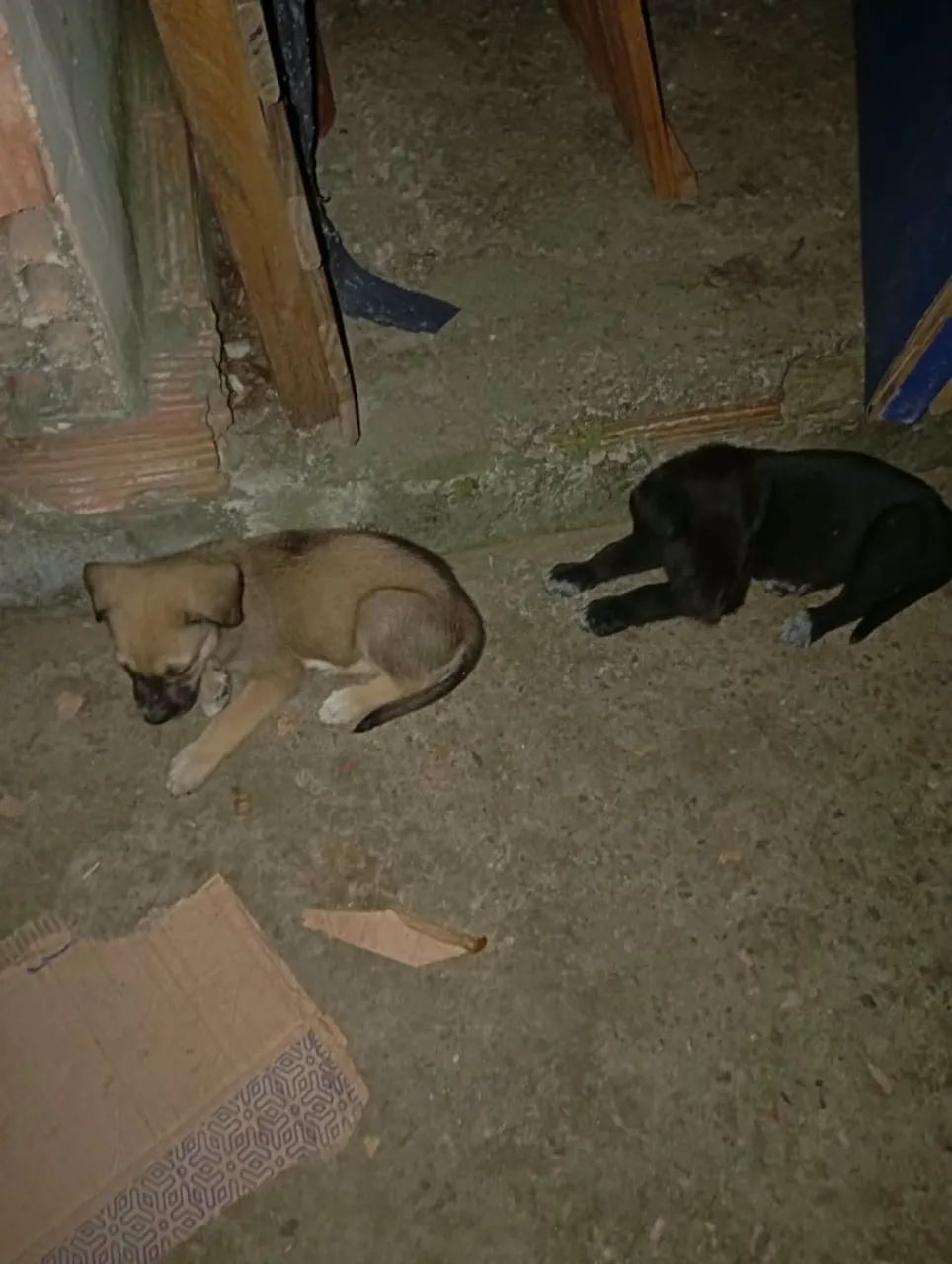 Cachorro  - Foto 2