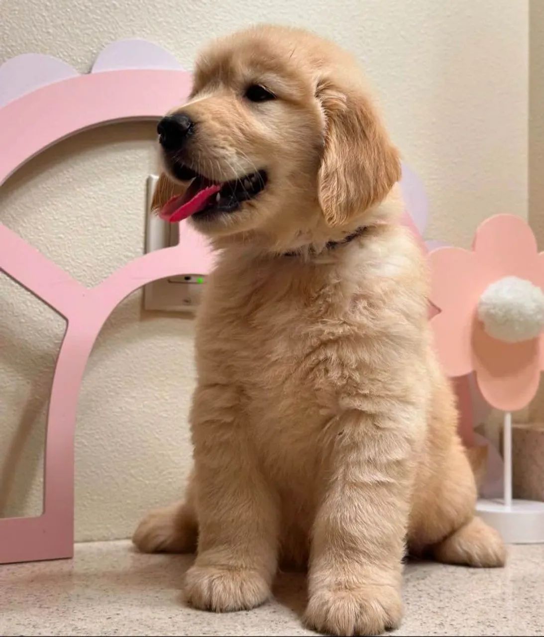 Filhote Golden Retriever, prontos para espalhar amor e alegria na sua vida!