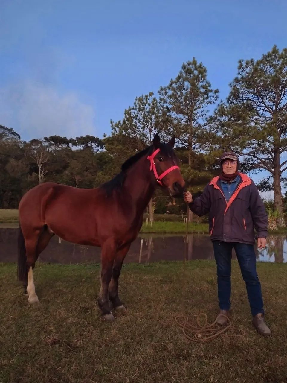 Cavalo Crioulo
