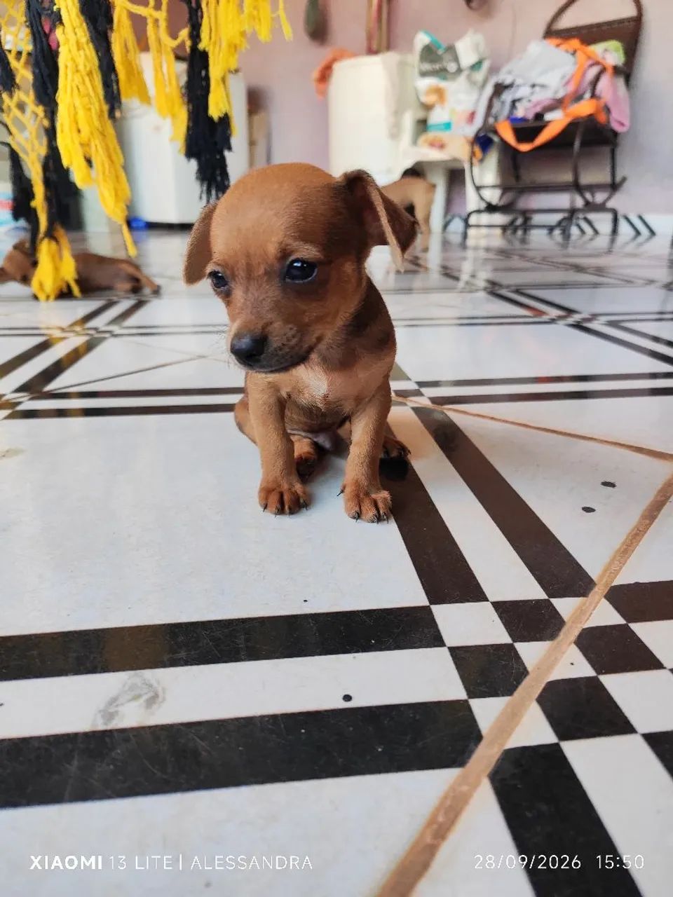 Pinscher  - Foto 3