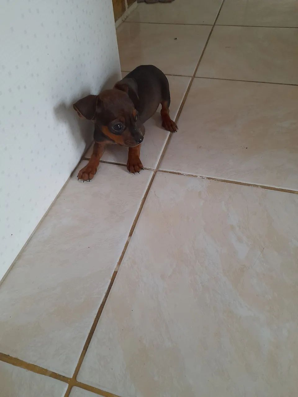 Filhotes Pinscher  - Foto 2