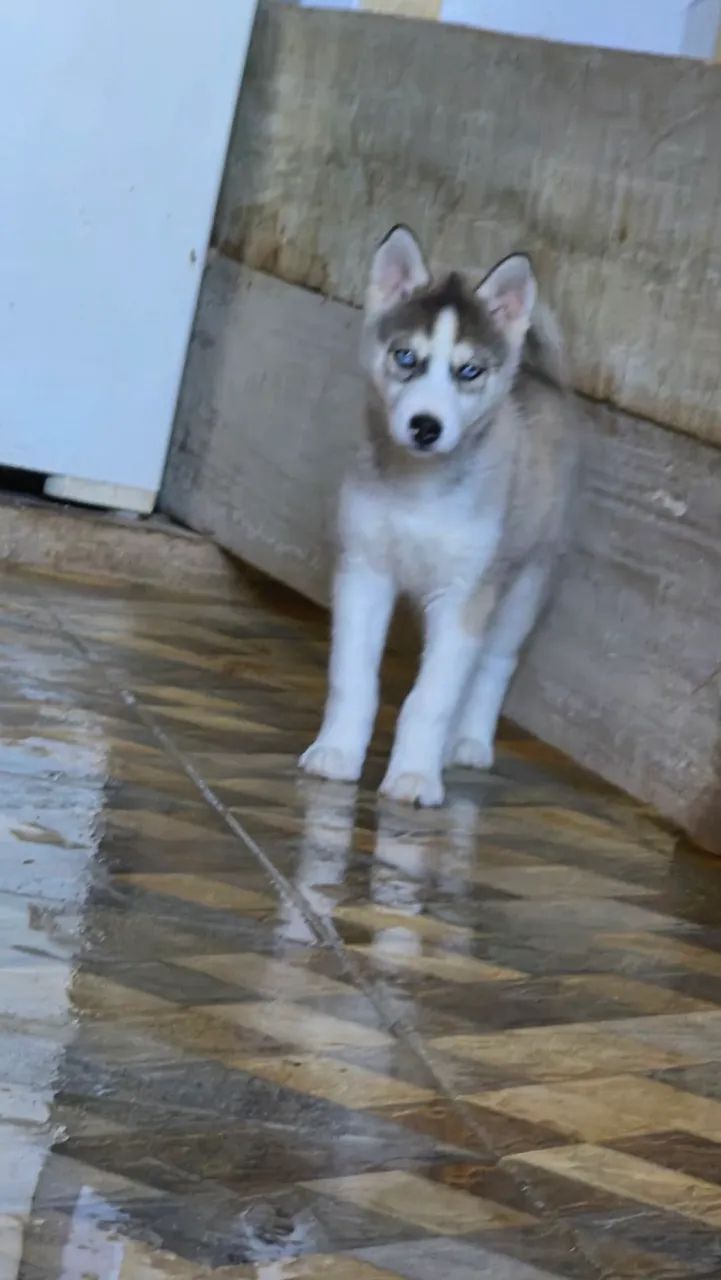 Husky Siberiano  - Foto 3