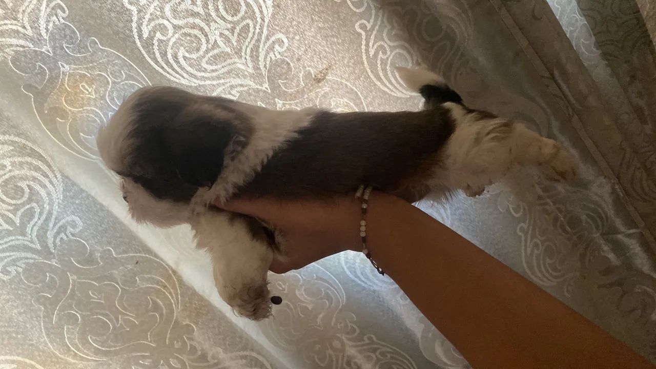 Shih tzu  - Foto 5