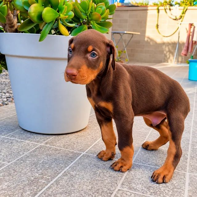 Filhotes Doberman - Foto 4