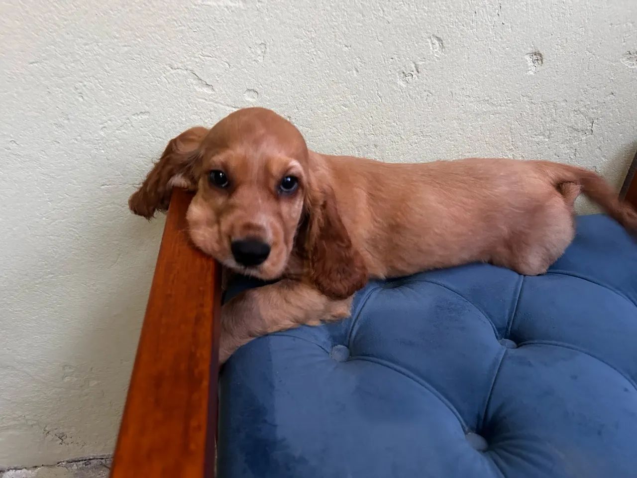 Cocker spaniel 