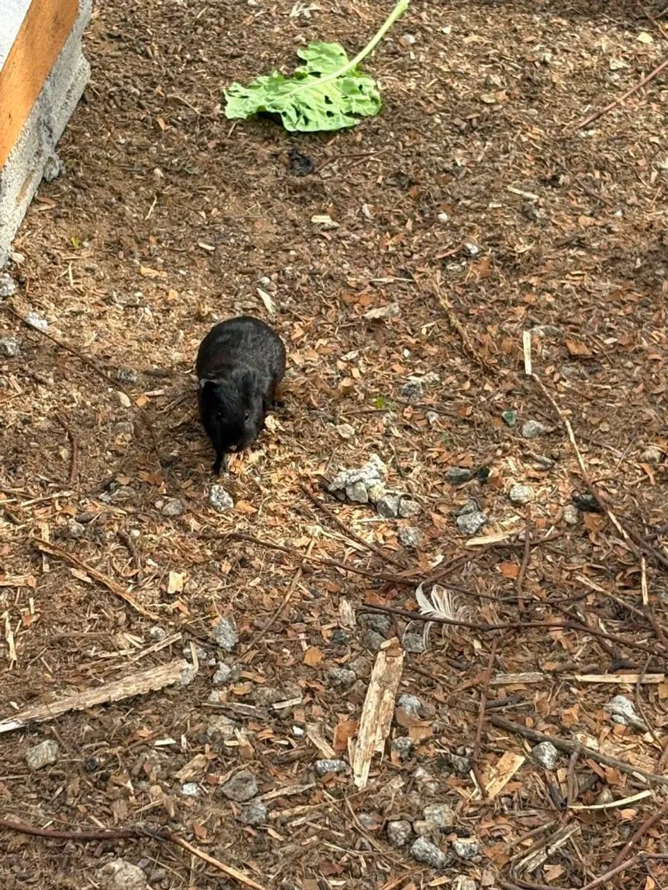 Porquinho da Índia Machinho  - Foto 4