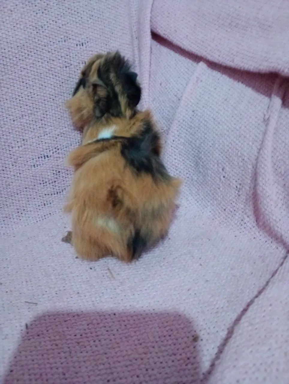 porquinho da índia macho - Foto 2
