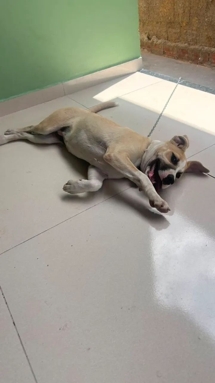 FILHOTES PRA DOAÇÃO 