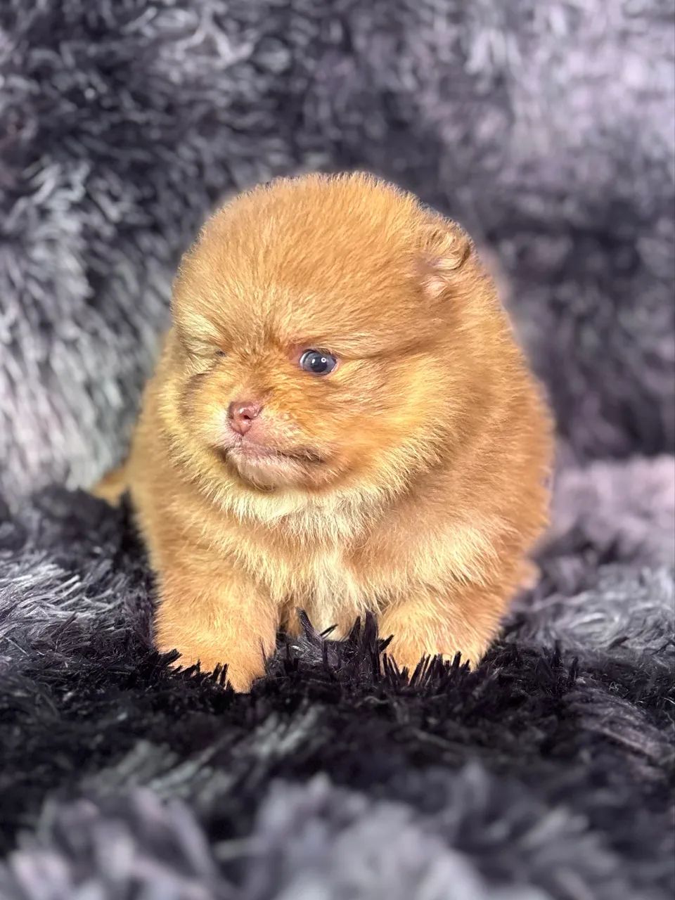 Spitz alemão anao disponível  - Foto 4