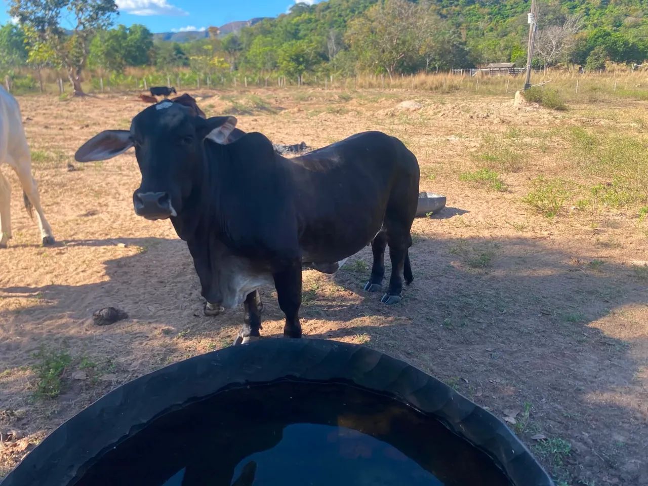 Vaca pequena  - Foto 4