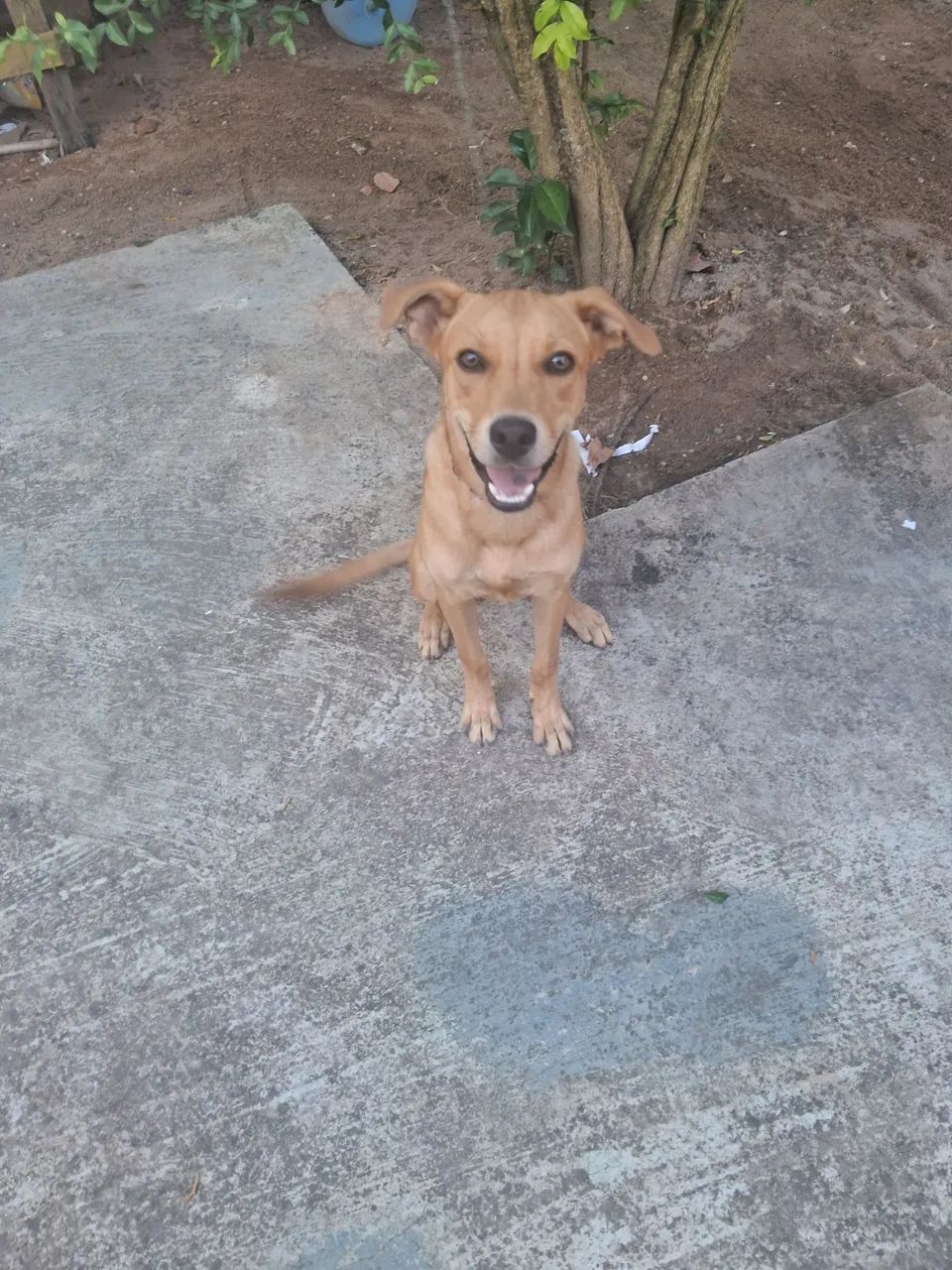 Adoção responsável - Foto 4