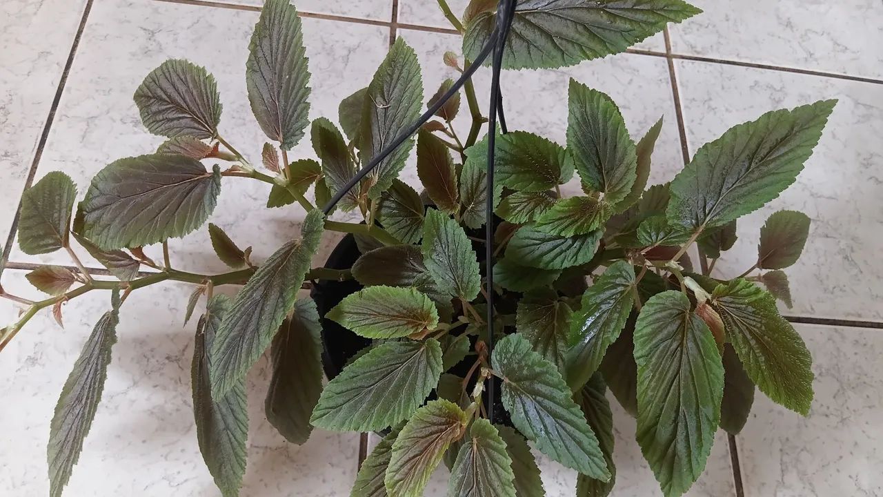 Plantas pendentes  - Foto 2