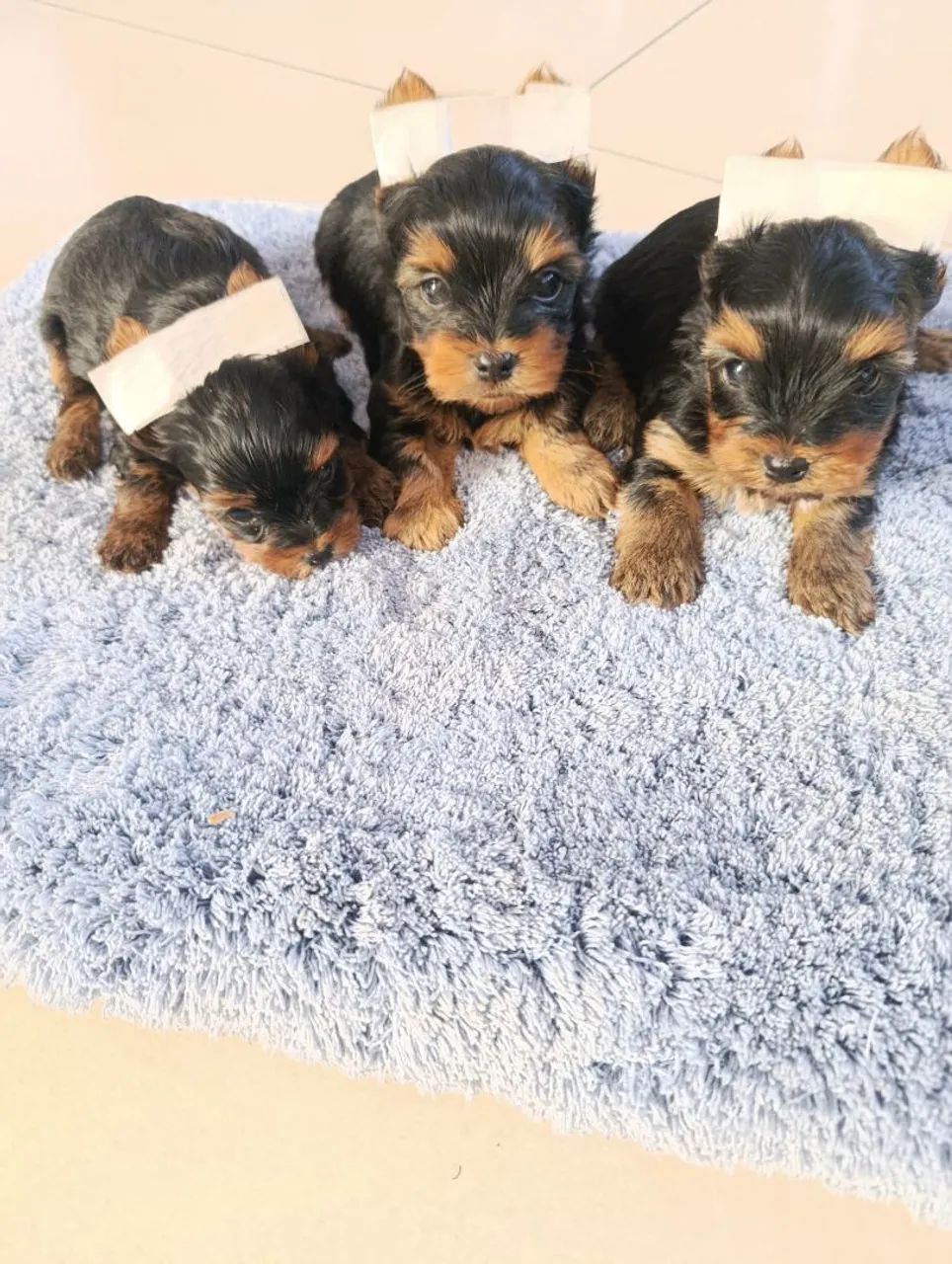 Cachorro  - Foto 2