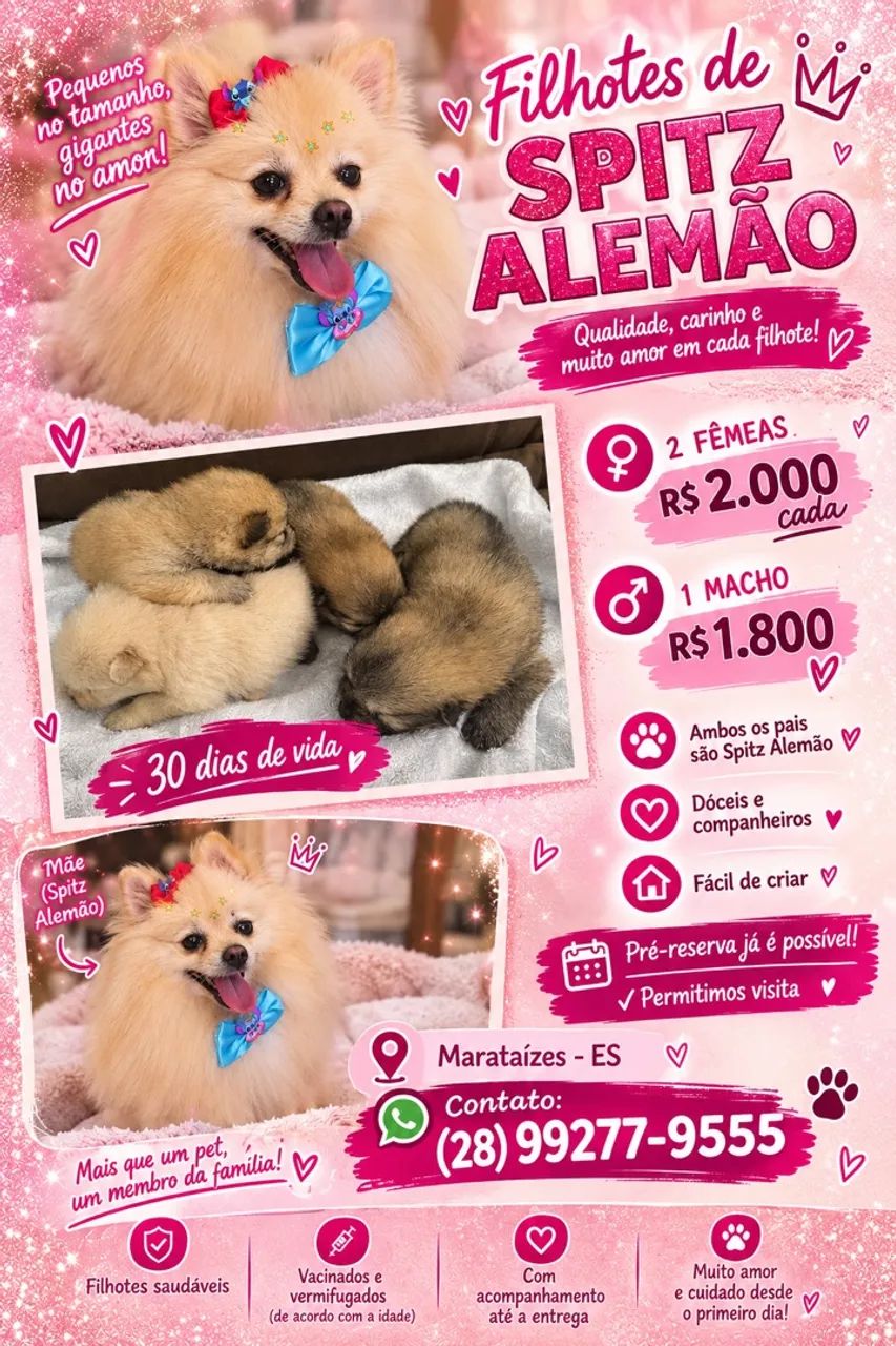 FILHOTES DE SPITZ ALEMÃO 