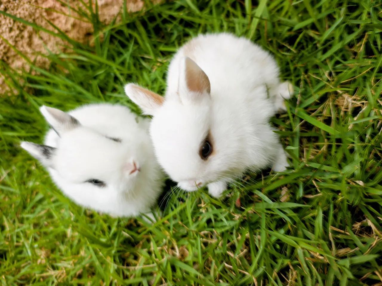 FILHOTES DE NETHERLAND DWARF PUROS - DISPONÍVEIS - Foto 6