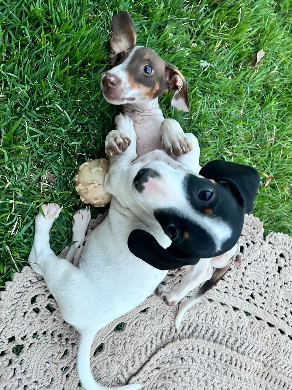 Dachshund macho - Foto 2