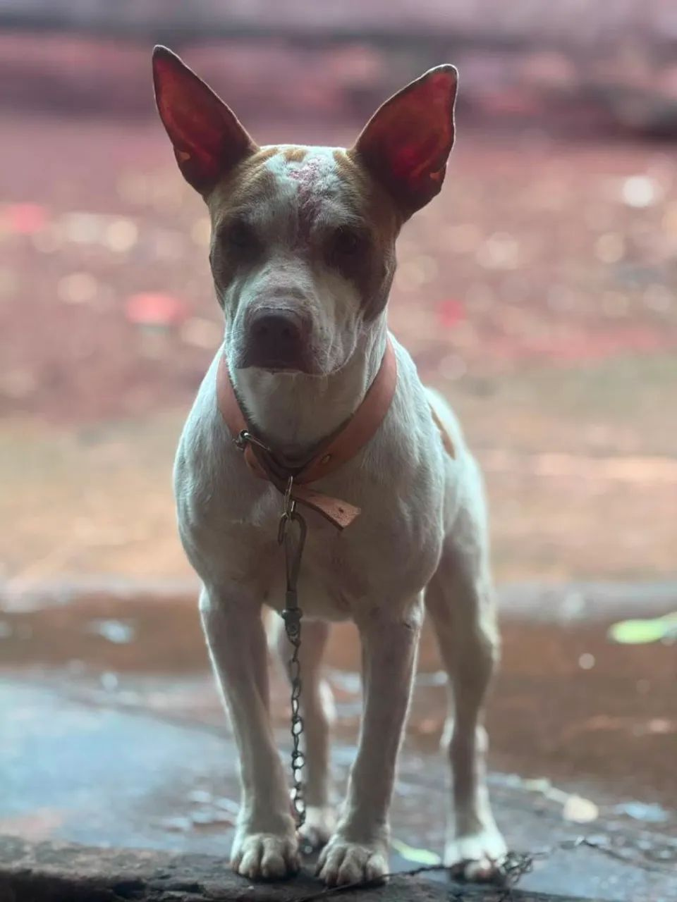 Filhotes Pit Bull  - Foto 3