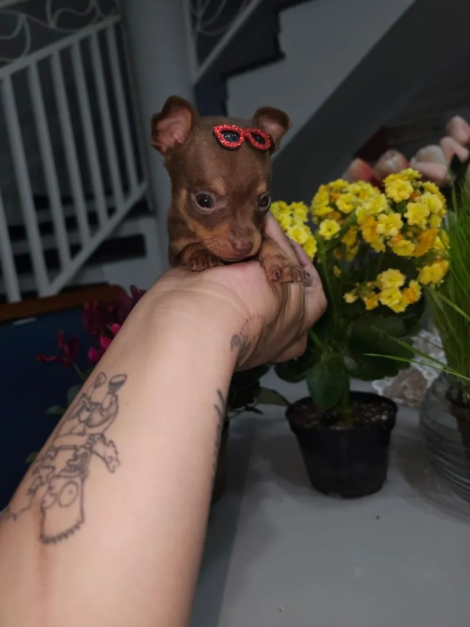 Pinscher machos zero 
