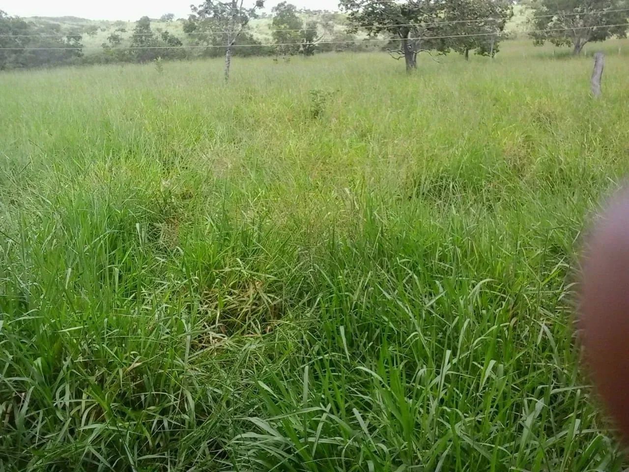 Fazenda com 40 alqueires em Goianésia - Foto 4