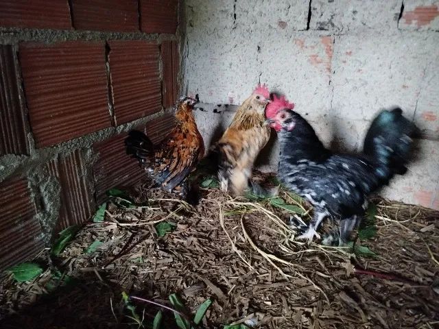 Galinha  - Foto 3