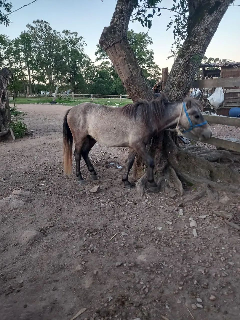 Pônei domado inteiro whats * - Foto 3