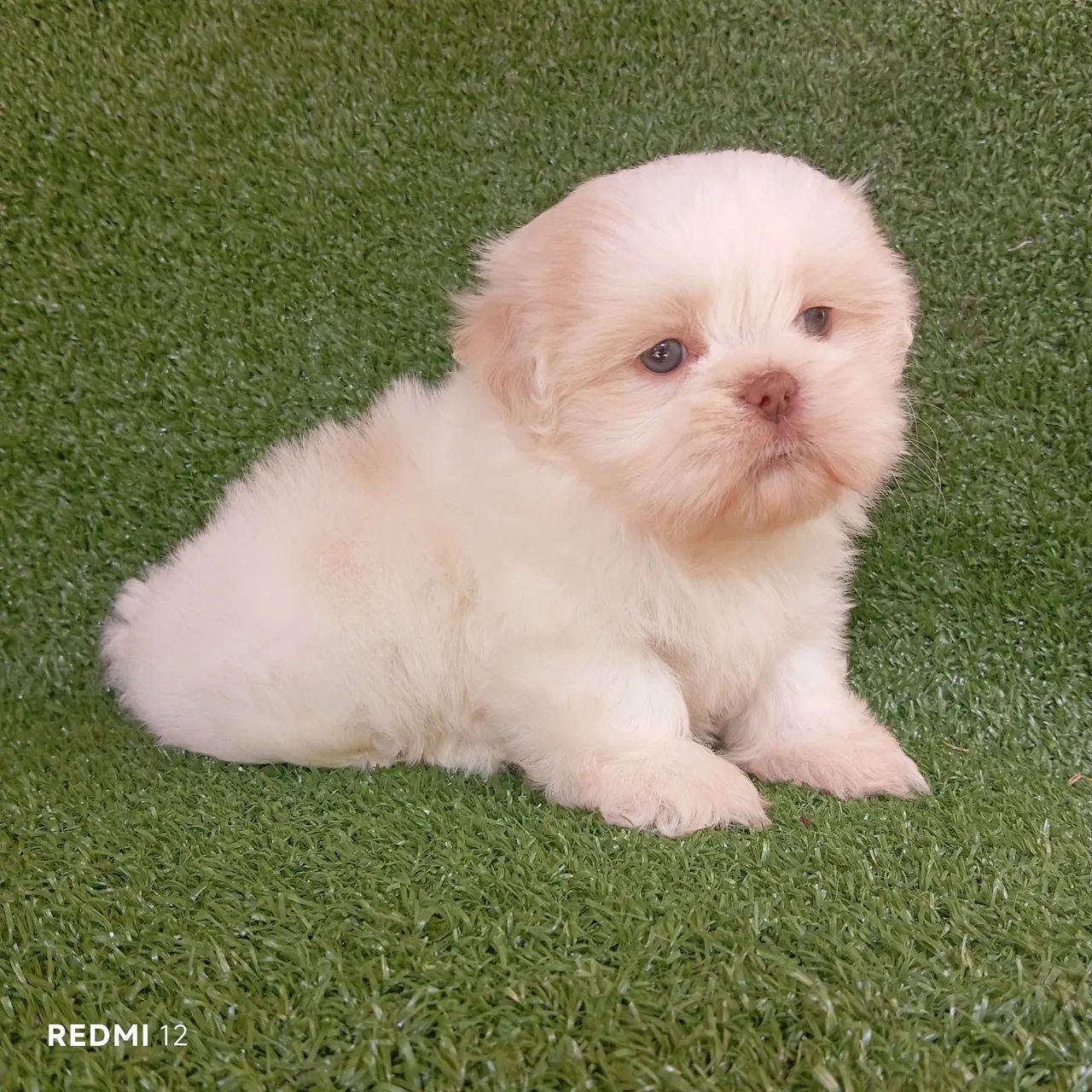 Shihtzu macho 