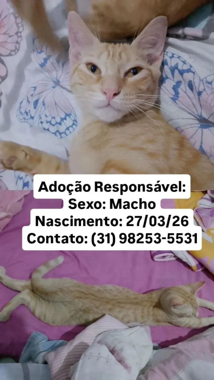 Doação de gatos  - Foto 5