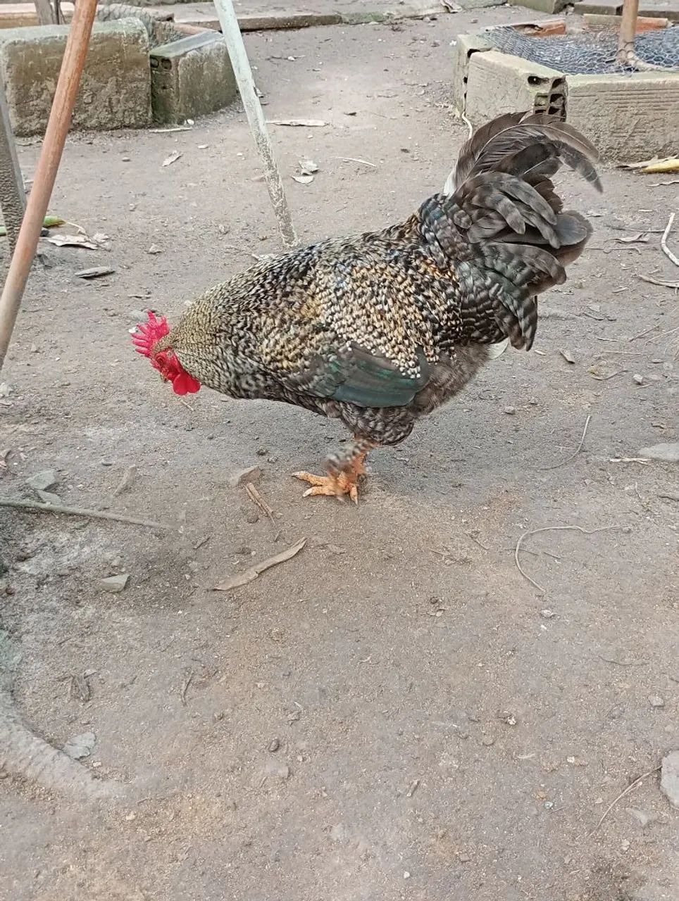 Frango carijó com ótima genética  - Foto 3