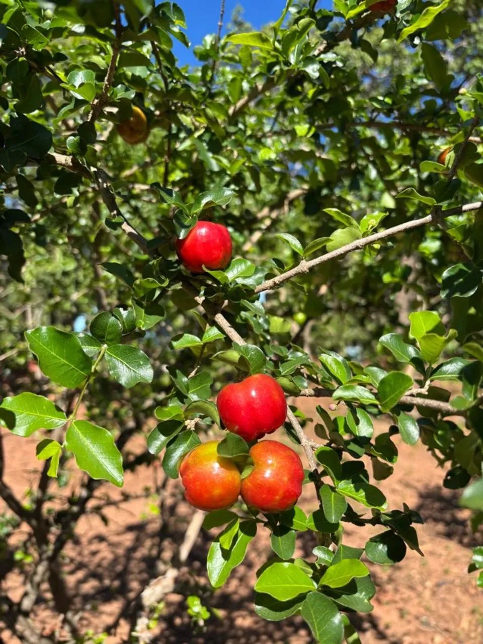 Vendo ou Troco Sítio em Mirabela  - Foto 5