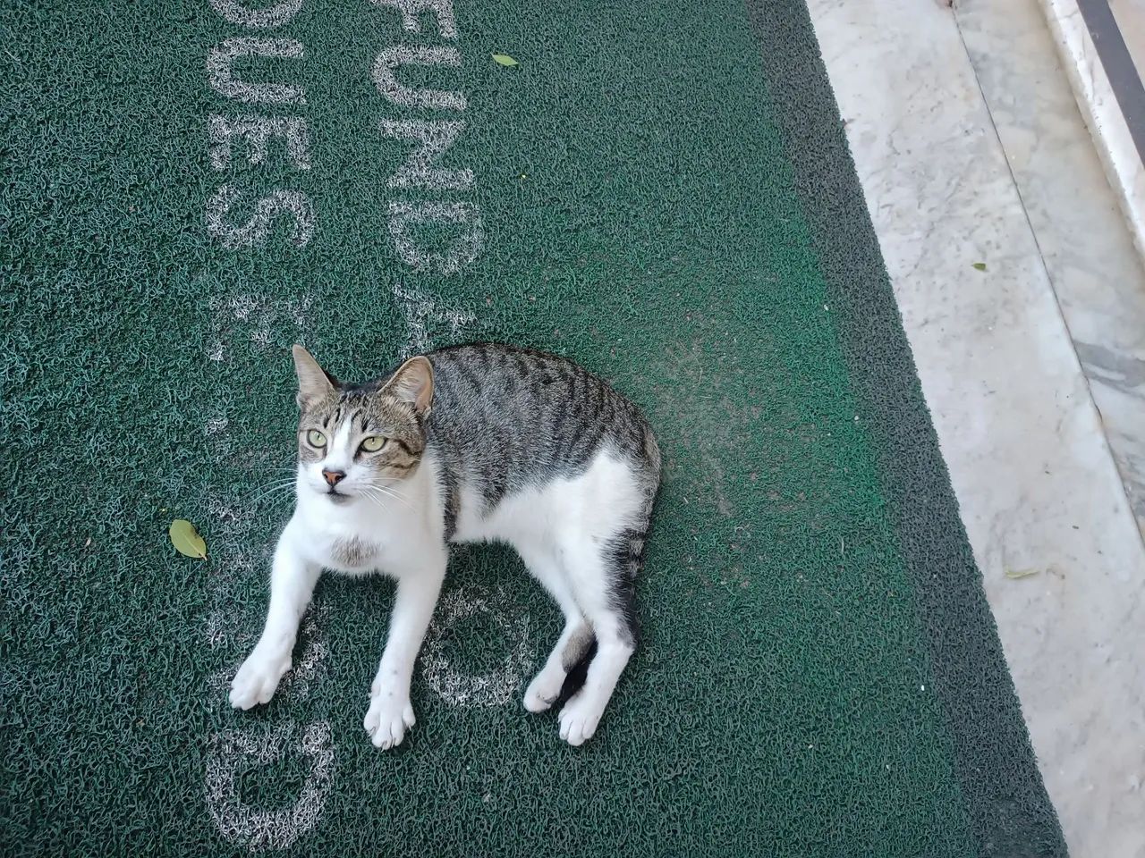 Para Adoção. Caçador. - Foto 2