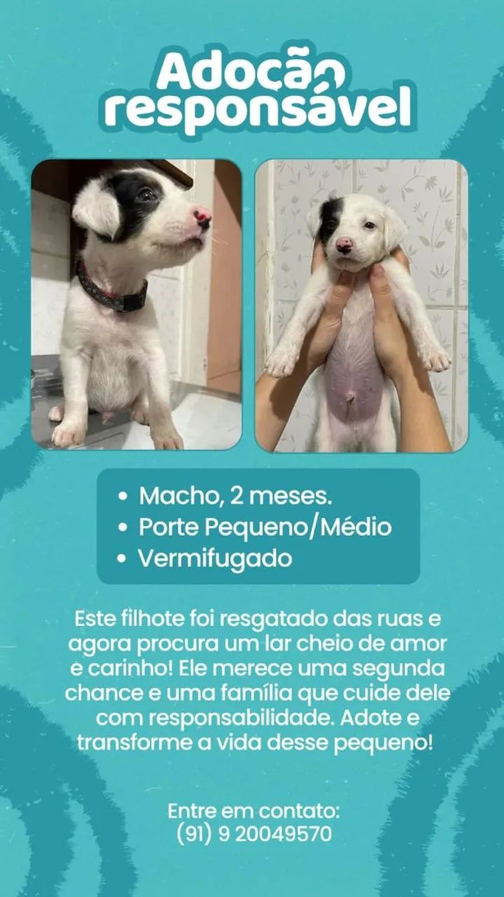 Adoção responsável 