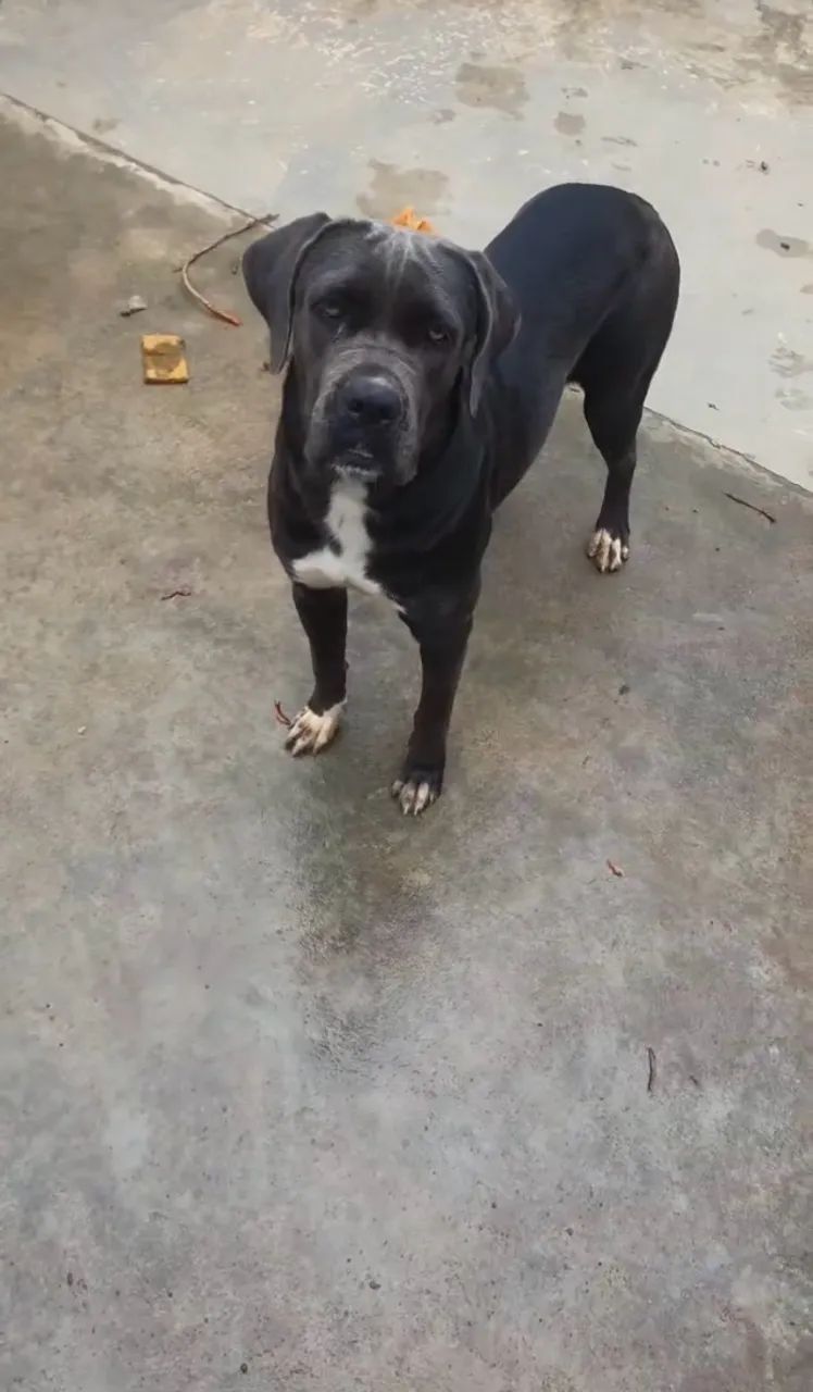 Filhote de cane corso com Dálmata  - Foto 3
