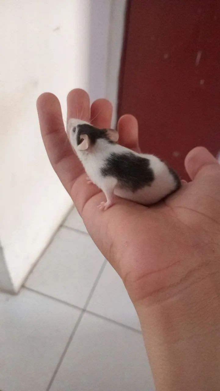 Vende-se Hamster twister  - Foto 6