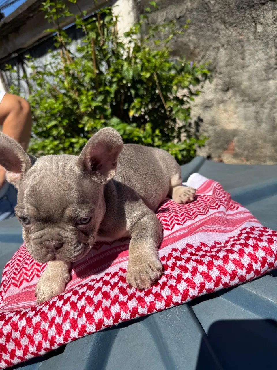 Bulldog Francês
